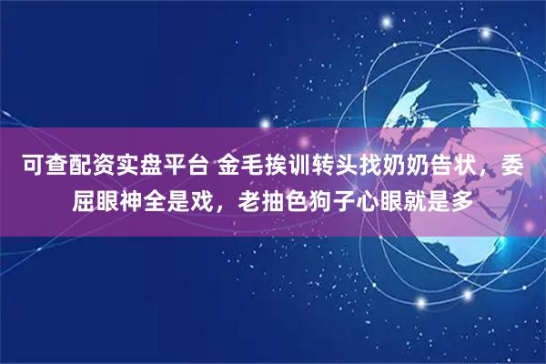 可查配资实盘平台 金毛挨训转头找奶奶告状，委屈眼神全是戏，老抽色狗子心眼就是多